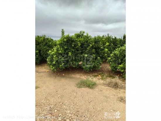 Finca en venta en Algemesí (Valencia)