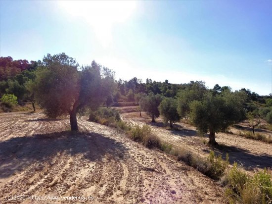 Finca en venta en Caspe (Zaragoza)