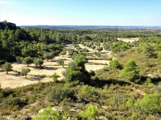 Finca en venta en Caspe (Zaragoza)