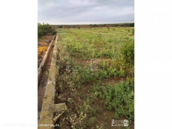 Finca en venta en Algemesí (Valencia)