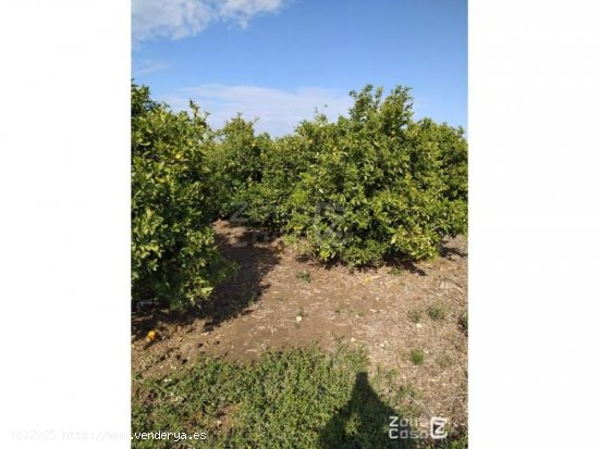  Finca en venta en Algemesí (Valencia) 