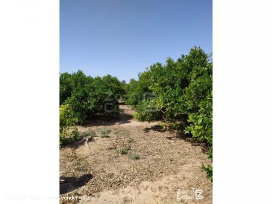 Finca en venta en Algemesí (Valencia)