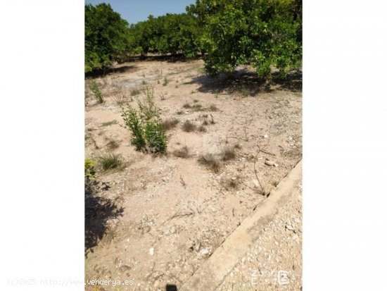 Finca en venta en Algemesí (Valencia)