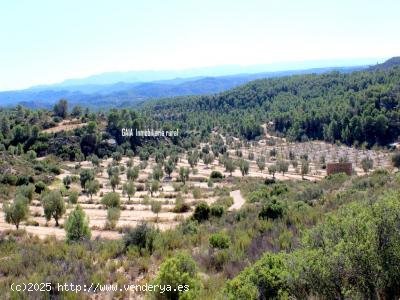 Finca en venta en Maella (Zaragoza)