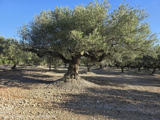  FINCA RÚSTICA EN LA RÀPITA - TARRAGONA 