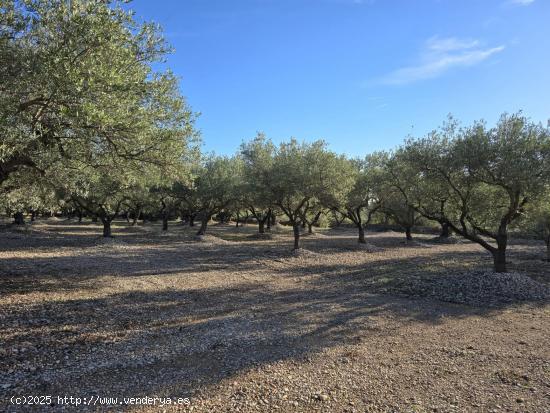 FINCA RÚSTICA EN LA RÀPITA - TARRAGONA