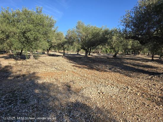 FINCA RÚSTICA EN LA RÀPITA - TARRAGONA