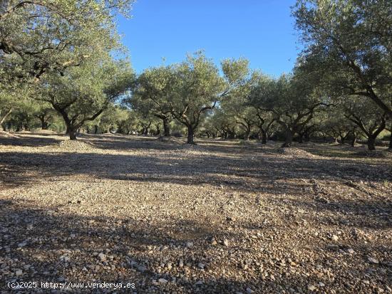 FINCA RÚSTICA EN LA RÀPITA - TARRAGONA