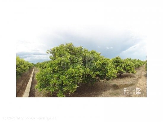 Finca en venta en Albalat de la Ribera (Valencia)