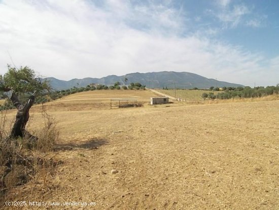 Finca en venta en Alhaurín de la Torre (Málaga)