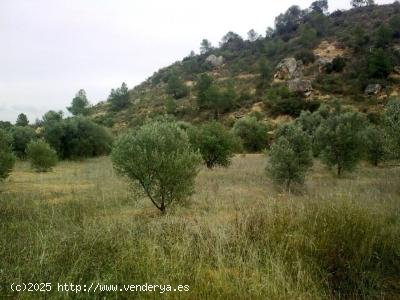 Finca en venta en Riba-roja d Ebre (Tarragona)