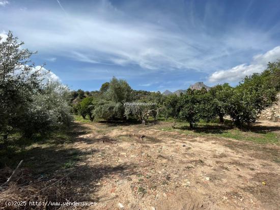 FINCA RUSTICA PARA USO AGRARIO - ALICANTE