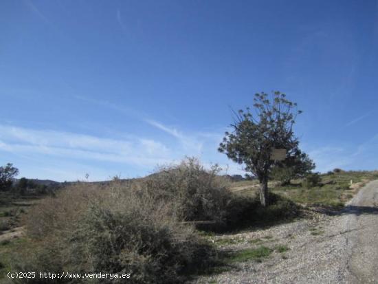 TERRENO EN NOVELDA - ALICANTE