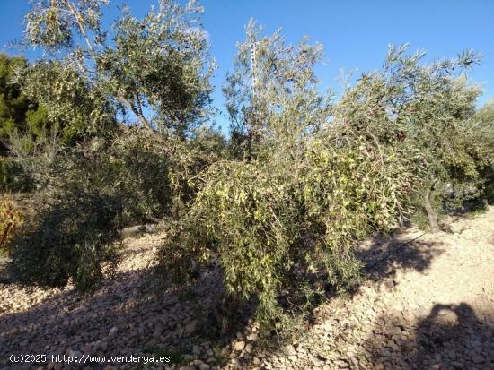 parcela hondon de las nieves - ALICANTE