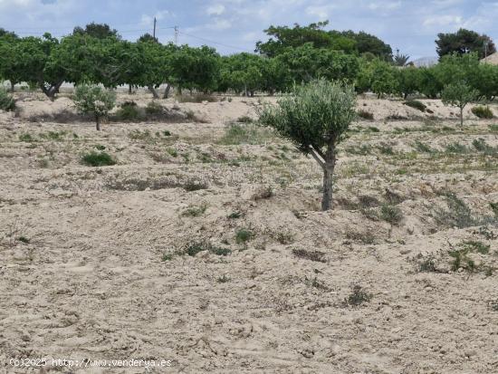 11000 m2 TERRENO RÚSTICO PARA CONSTRUIR - ALICANTE