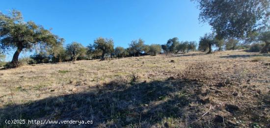 FINCA EN TOLOX - MALAGA