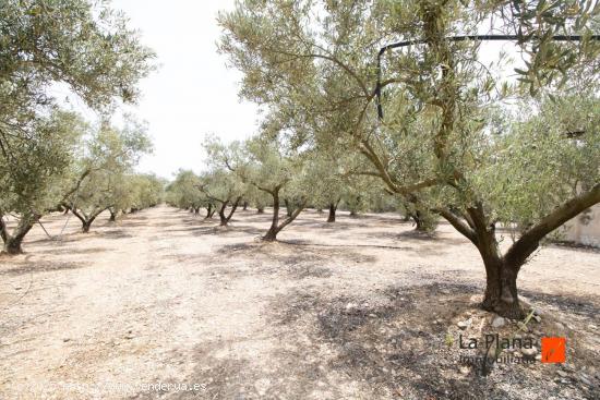 FINCA DE REGADIO EN VENTA EN SANTA BARBARA (TARRAGONA) - TARRAGONA