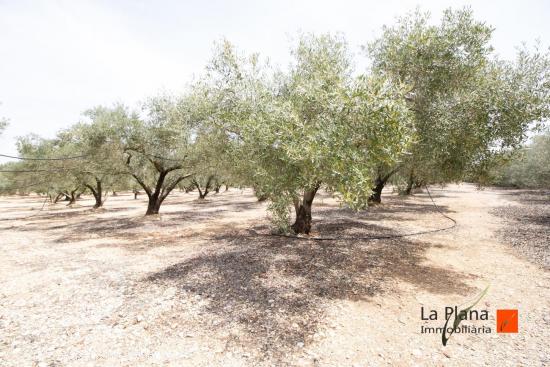 FINCA DE REGADIO EN VENTA EN SANTA BARBARA (TARRAGONA) - TARRAGONA