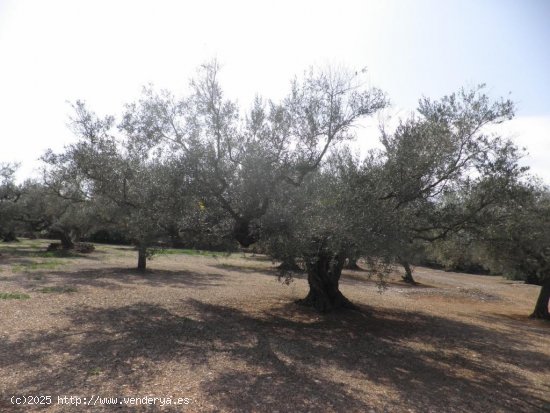 Casa rural en venta  en Roquetes - Tarragona