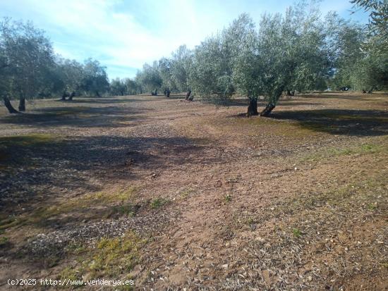  Olivar en venta - CORDOBA 