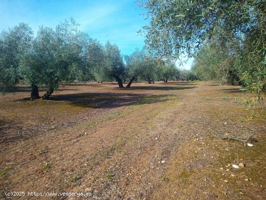 Olivar en venta - CORDOBA