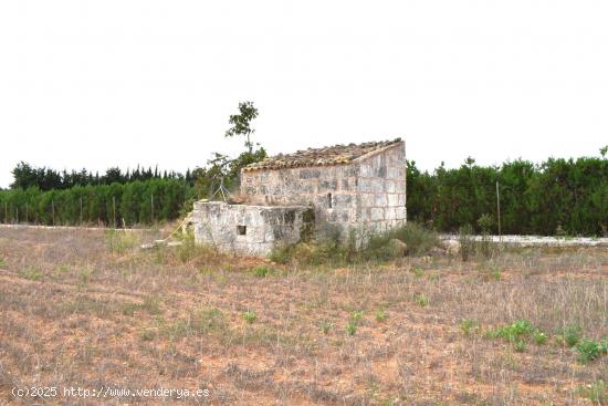  Finca rústica con caseta de herramientas y vistas a la Serra de Tramuntana  en Muro - BALEARES 