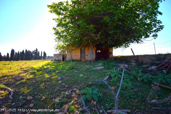 Finca rústica con posibilidad de vivienda en Muro - BALEARES