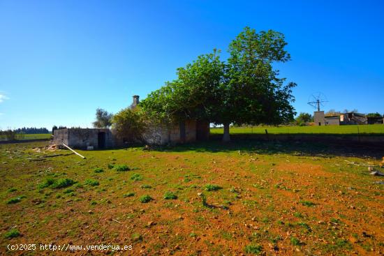 Finca rústica con posibilidad de vivienda en Muro - BALEARES