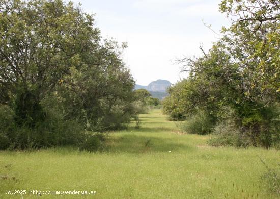  Se vende parcela rúsitca de 20.714 m2 en camí son Roig (Binissalem) - BALEARES 