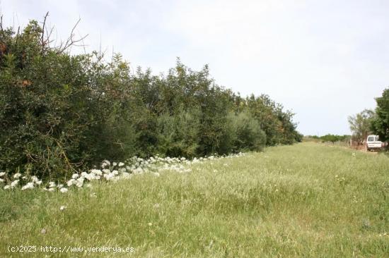 Se vende parcela rúsitca de 20.714 m2 en camí son Roig (Binissalem) - BALEARES