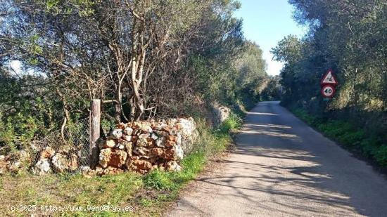  Terreno rústico de 1.800 m2 en Sencelles. - BALEARES 