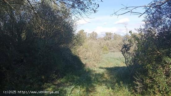 Terreno rústico de 1.800 m2 en Sencelles. - BALEARES