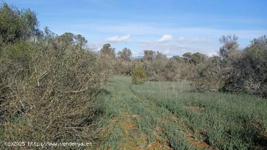 Terreno rústico de 1.800 m2 en Sencelles. - BALEARES