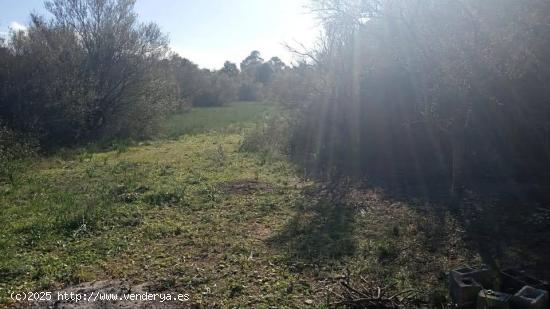 Terreno rústico de 1.800 m2 en Sencelles. - BALEARES