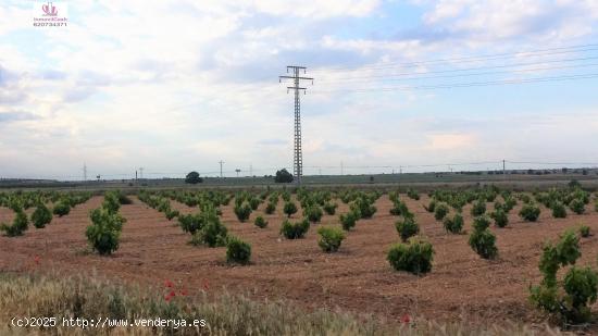 INMOVILCASH VENDE Parcela en Mahora Albacete, parcela para una futura inversión de un huerto solar 