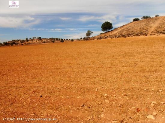 INMOVILCASH VENDE Parcela en Madrigueras (Albacete). Parcela de 31.040 metros cuadrados. - ALBACETE