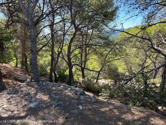 TERRENO EN ALBALAT DELS TARONGERS - VALENCIA