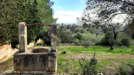  FINCA RUSTICA EN BINISSALEM CON PROYECTO Y LICENCIA - BALEARES 