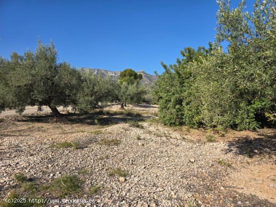  FINCA RÚSTICA EN LA RÀPITA - TARRAGONA 