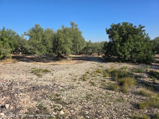 FINCA RÚSTICA EN LA RÀPITA - TARRAGONA