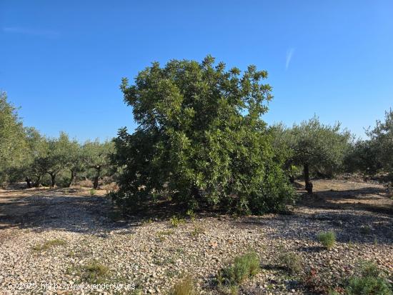 FINCA RÚSTICA EN LA RÀPITA - TARRAGONA