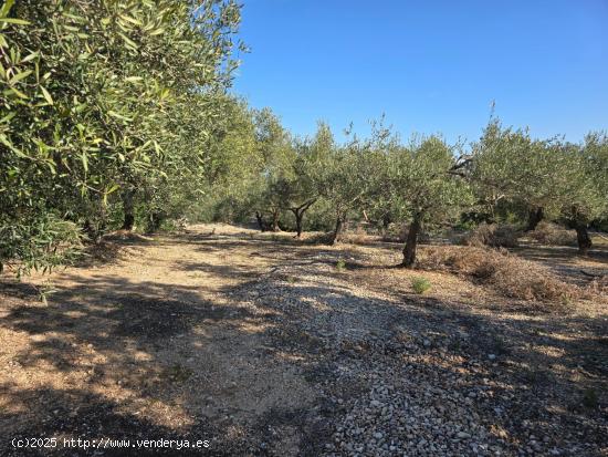 FINCA RÚSTICA EN LA RÀPITA - TARRAGONA