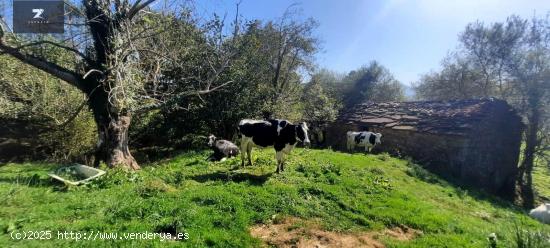  CABAÑA PASIEGA EN SAN ROQUE DE RIOMIERA - CANTABRIA 