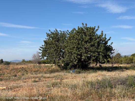  TERRENO RUSTICO DE 10500 MQ. , CON POSIBILIDAD DE CONSTRUCCION DE UNA CASA. - VALENCIA 