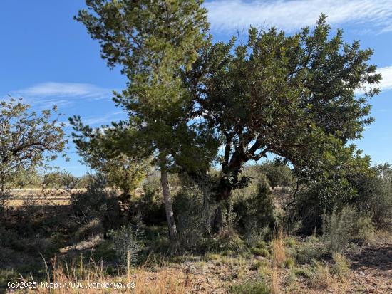  TERRENO RUSTICO A POCA DISTANCIA DE LLIRIA - VALENCIA 