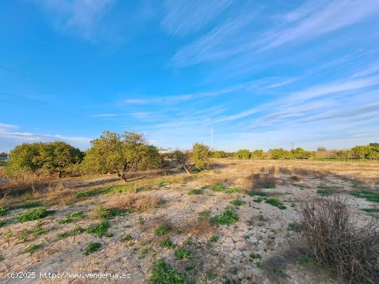 TERRENO RUSTICO SIN CULTIVAR - VALENCIA