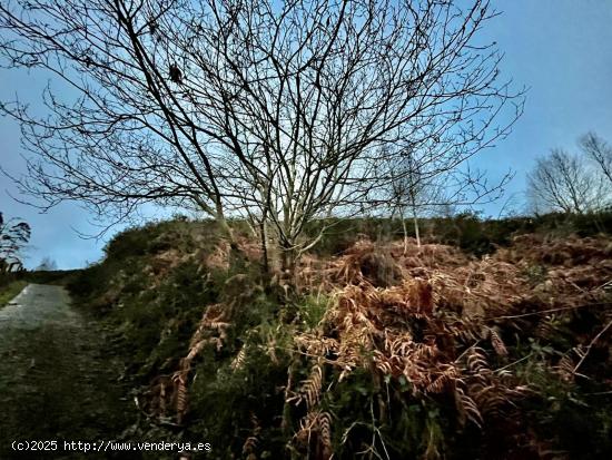 Venta de dos parcelas agrarias contiguas con grandes posibilidades de explotación - ASTURIAS