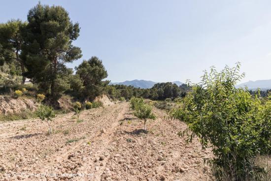 Terreno de 12.000 m2 urbanizable - MURCIA