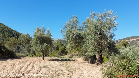 Finca en venta en Fuentespalda (Teruel)