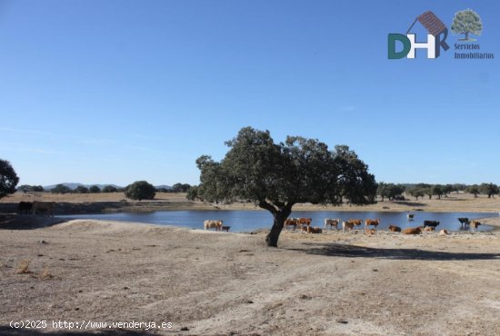 Solar en venta en Cáceres (Cáceres)